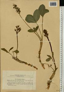 Menyanthes trifoliata L., Eastern Europe, North-Western region (E2) (Russia)