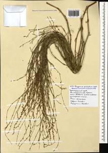 Polygonum arenarium subsp. pulchellum (Loisel.) Thell., Caucasus, Krasnodar Krai & Adygea (K1a) (Russia)