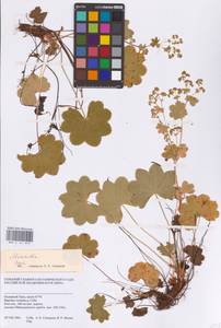Alchemilla, Siberia, Western Siberia (S1) (Russia)