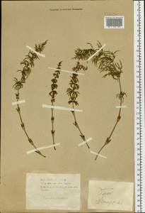 Equisetum sylvaticum L., Siberia, Baikal & Transbaikal region (S4) (Russia)