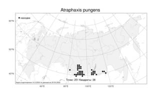 Atraphaxis pungens (M. Bieb.) Jaub. & Spach, Atlas of the Russian Flora (FLORUS) (Russia)