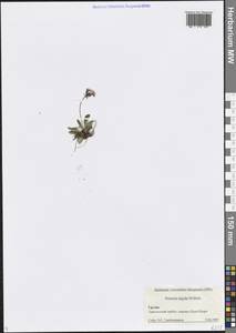 Primula algida Adams, Caucasus, Georgia (K4) (Georgia)