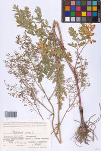 Thalictrum minus L., Eastern Europe, Lower Volga region (E9) (Russia)