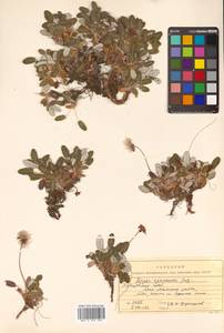 Dryas octopetala L., Siberia, Russian Far East (S6) (Russia)