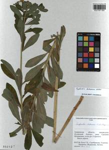 KUZ 001 555, Euphorbia pilosa L., Siberia, Altai & Sayany Mountains (S2) (Russia)
