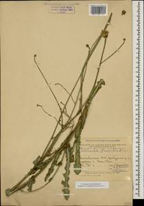 Reichardia dichotoma (DC.) Freyn, Caucasus, Azerbaijan (K6) (Azerbaijan)