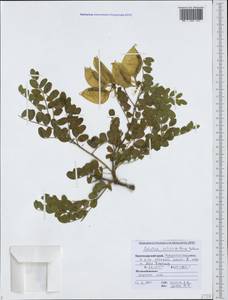 Colutea cilicica Boiss. & Balansa, Caucasus, Black Sea Shore (from Novorossiysk to Adler) (K3) (Russia)