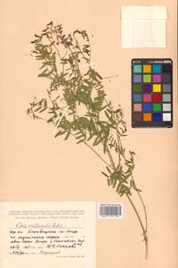 Vicia multicaulis Ledeb., Siberia, Russian Far East (S6) (Russia)