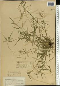 Sporobolus schoenoides (L.) P.M.Peterson, Eastern Europe, Central forest-and-steppe region (E6) (Russia)