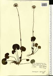 Homogyne alpina (L.) Cass., Eastern Europe, West Ukrainian region (E13) (Ukraine)