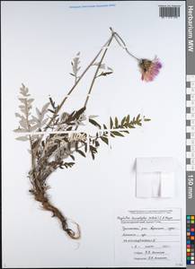 Psephellus leucophyllus (M. Bieb.) C. A. Mey., Caucasus, Black Sea Shore (from Novorossiysk to Adler) (K3) (Russia)