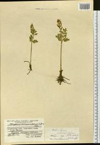 Botrychium matricariifolium (Döll) A. Braun ex Koch, Siberia, Central Siberia (S3) (Russia)