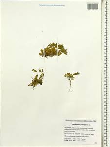 Cardamine bellidifolia L., Siberia, Baikal & Transbaikal region (S4) (Russia)