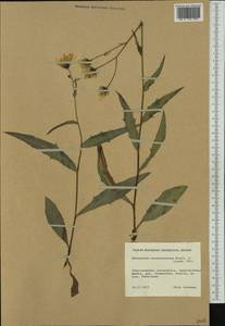 Hieracium cruentiferum (Norrl. & H. Lindb.) Brenner, Western Europe (EUR) (Finland)