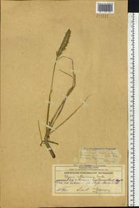 Leymus villosissimus (Scribn.) Tzvelev, Siberia, Chukotka & Kamchatka (S7) (Russia)