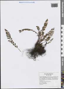 Woodsia ilvensis (L.) R.Br., Siberia, Russian Far East (S6) (Russia)