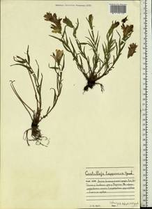 Castilleja pallida var. lapponica (Gand. ex Rebrist.) J.M.Egger, Eastern Europe, Northern region (E1) (Russia)