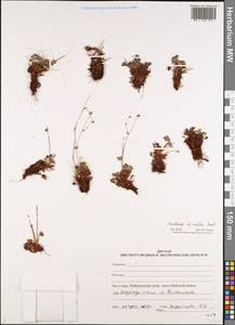 Saxifraga sibirica L., Siberia, Russian Far East (S6) (Russia)
