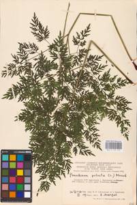 Thysselinum palustre (L.) Hoffm., Eastern Europe, Lithuania (E2a) (Lithuania)