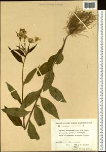 Senecio nemorensis L., Siberia, Yakutia (S5) (Russia)