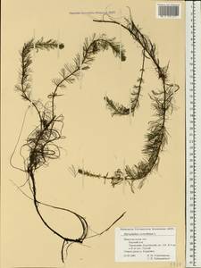 Myriophyllum verticillatum L., Eastern Europe, Volga-Kama region (E7) (Russia)