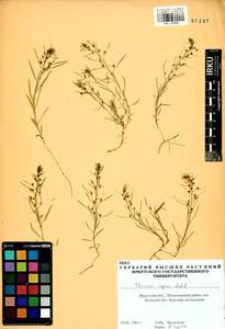 Thesium repens Ledeb., Siberia, Baikal & Transbaikal region (S4) (Russia)