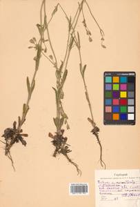 Silene aprica Turcz. ex Fisch. & C. A. Mey., Siberia, Russian Far East (S6) (Russia)