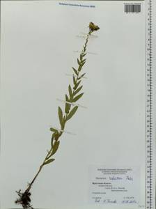Hieracium robustum Fr., Siberia, Baikal & Transbaikal region (S4) (Russia)