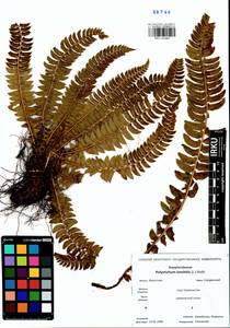 Polystichum lonchitis (L.) Roth, Siberia, Baikal & Transbaikal region (S4) (Russia)