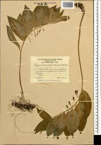 Polygonatum orientale Desf., Caucasus, South Ossetia (K4b) (South Ossetia)