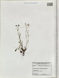 Myosotis alpestris F. W. Schmidt, Siberia, Central Siberia (S3) (Russia)