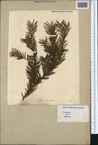 Taxus baccata L., Western Europe (EUR) (Italy)