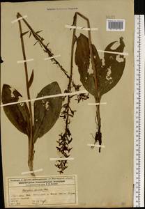 Platanthera chlorantha (Custer) Rchb., Eastern Europe, Volga-Kama region (E7) (Russia)