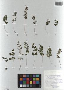 Cryptogramma stelleri (S. G. Gmel.) Prantl, Siberia, Altai & Sayany Mountains (S2) (Russia)