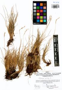 Festuca ovina L., Siberia, Baikal & Transbaikal region (S4) (Russia)