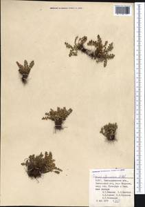 Asplenium ceterach subsp. ceterach, Middle Asia, Pamir & Pamiro-Alai (M2) (Uzbekistan)