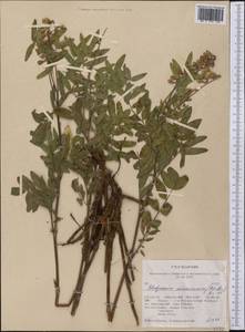 Hedysarum americanum (Michx. ex Pursh) Britton, America (AMER) (United States)