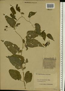 Solanum dulcamara L., Eastern Europe, Central forest region (E5) (Russia)