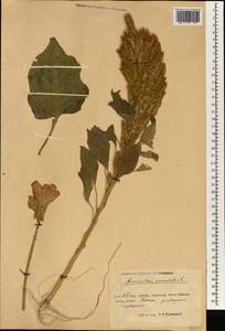 Amaranthus hybridus L., South Asia, South Asia (Asia outside ex-Soviet states and Mongolia) (ASIA) (China)
