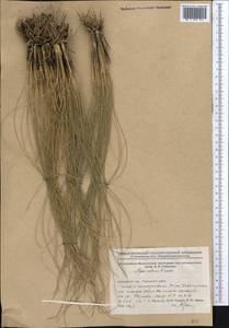 Stipa zalesskii Wilensky, Middle Asia, Northern & Central Kazakhstan (M10) (Kazakhstan)