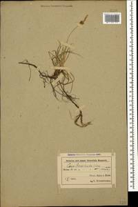 Carex liparocarpos subsp. bordzilowskii (V.I.Krecz.) T.V.Egorova, Caucasus, Azerbaijan (K6) (Azerbaijan)