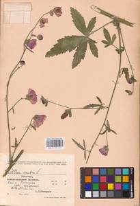 Althaea cannabina L., Eastern Europe, Moldova (E13a) (Moldova)