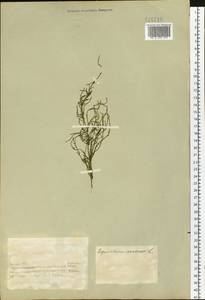 Equisetum arvense L., Siberia, Altai & Sayany Mountains (S2) (Russia)