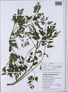 Oenanthe javanica (Blume) DC., South Asia, South Asia (Asia outside ex-Soviet states and Mongolia) (ASIA) (Vietnam)