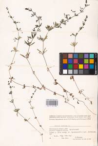 Galium spurium L., Eastern Europe, Lower Volga region (E9) (Russia)