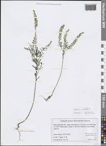 Lepidium ruderale L., Eastern Europe, Central forest region (E5) (Russia)