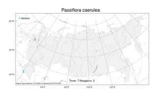Passiflora caerulea L., Atlas of the Russian Flora (FLORUS) (Russia)
