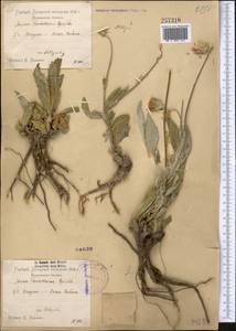 Jurinea trautvetteriana Regel & Schmalh. ex Regel, Middle Asia, Pamir & Pamiro-Alai (M2) (Uzbekistan)