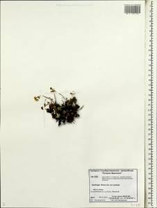 Saxifraga bronchialis subsp. spinulosa (Adam) Hultén, Siberia, Chukotka & Kamchatka (S7) (Russia)
