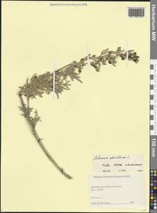 Artemisia absinthium L., Caucasus, Dagestan (K2) (Russia)